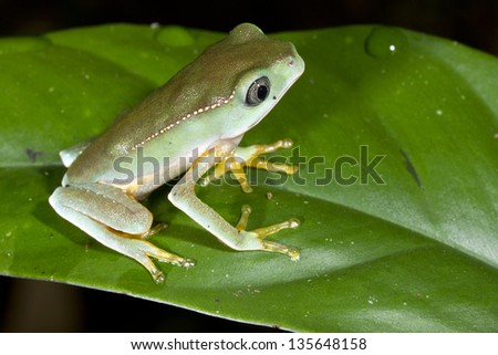 juvenile white lined monkey frog (Phyllomedusa vaillanti) on a leaf in the rainforest, Ecuador