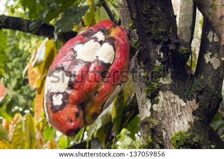Cocoa pod infected with Frosty Pod Disease caused by the basidiomycete fungus  Moniliophthora roreri, Ecuador