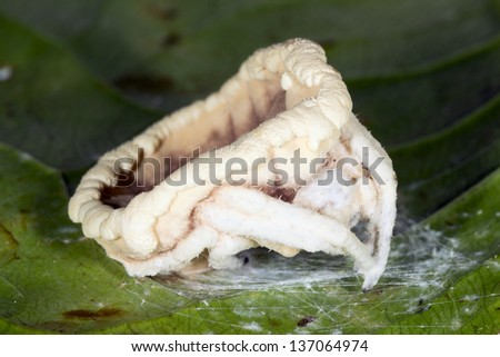 Cordyceps fungus (Torrubiella  sp.) infecting a spider in the rainforest understory, Ecuador