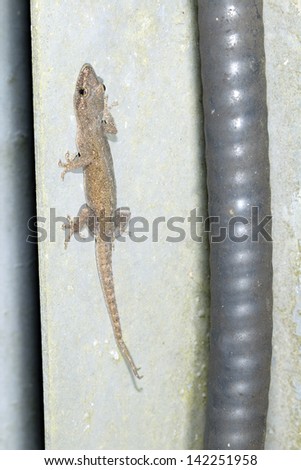 House Gecko (Hemidactylus mabouia) on a wall next to an electrical cable