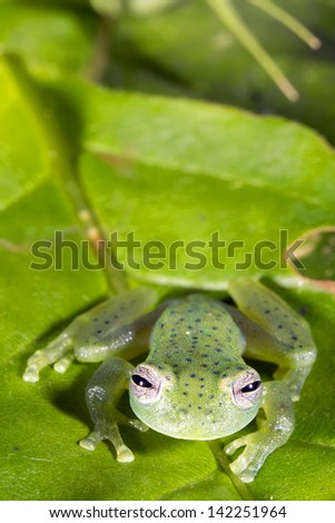 Vitreorana oyampiensis - A very rare species of glass frog from Ecuador