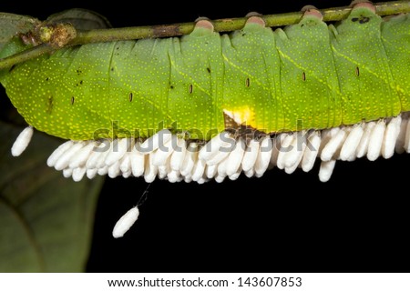 Caterpillar parasitized by an  Ichneumon wasp. The wasp larvae have devoured the internal organs and the white pupae are hanging under the caterpillar, Ecuador.