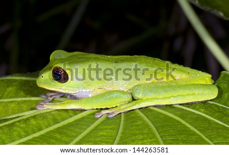 Tarsier Monkey Frog (Phyllomedusa tarsius) in tropical rainforest, Ecuador