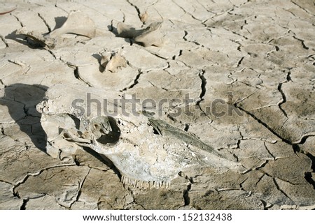 Animal skull in cracked dry mud