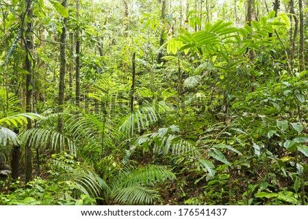 The green interior of tropical rainforest in the upper Amazon basin, Ecuador