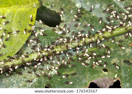 Ants carrying their larvae and pupae into the understory after their colony was attacked. In tropical rainforest, Ecuador
