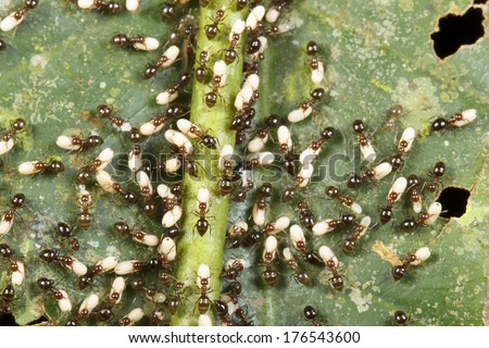 Ants carrying their larvae and pupae into the understory after their colony was attacked. In tropical rainforest, Ecuador