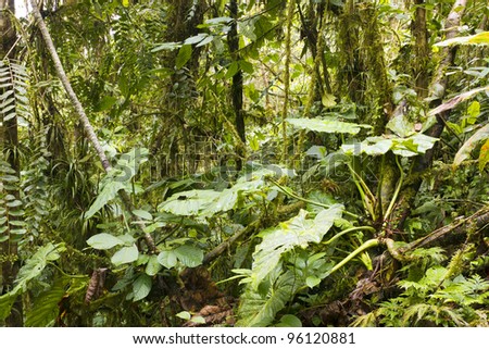 Aroid climber with big leaves in the interior of humid cloudforest on the coastal range in western Ecuador