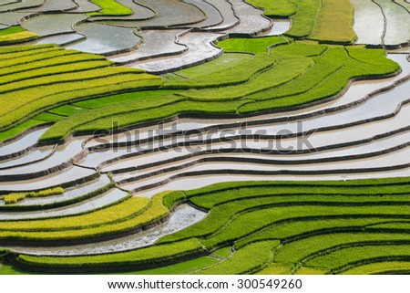 Beautiful rice terraces field in Raining season in Vietnam.