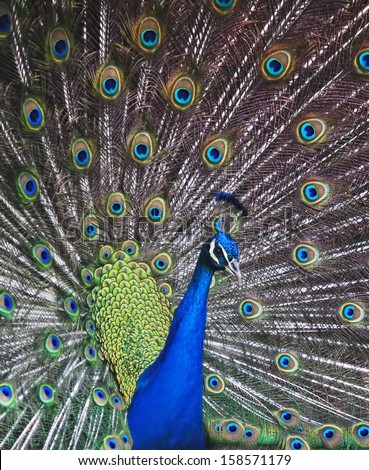 The Peacock's dance (2). A male peacock's elegant, bright and colorful plumage is best displayed when it dances.