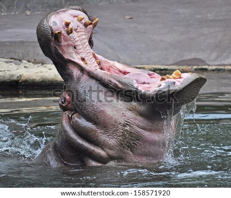 Lu - the Hippo here - seems to be ask \