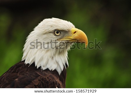 A Bald Eagle watches over it\'s surroundings. Sharp eyes, talons and flying skill enable the raptor to pluck fish swimming near the surface out of the water.