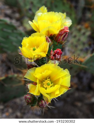Yellow prickly pear cactus adds a touch of delicate beauty to it\'s prickly environment in the Sonoran desert.