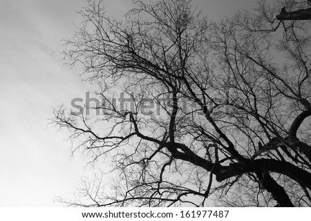 Detailed tree branches(black and white)