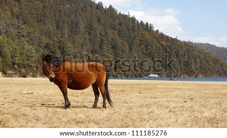 horse is stop and looking back in the grassland in western china, grass land background in pudacuo national park front view
