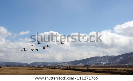 flying gooses across the hill in western china for background use is mountain view wild life
