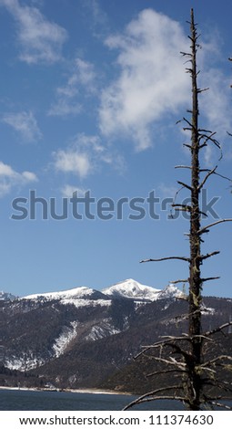 china travel lonely fir in western china with snow mountain background in pudacuo national park in shangri la