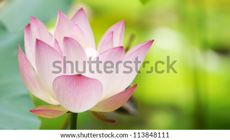 Lotus close up opening in hong kong