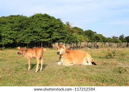 mother and child, holy cow\'s mother love, learning walk stray cows in Sai Kung, Hong Kong Global Geopark with natural background