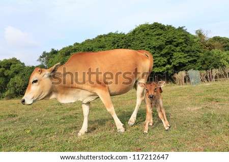 mother and child, cow\'s mother love, learning walk in Sai Kung, Hong Kong Global Geopark