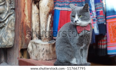cat pose sit on the shop look around like watch dog