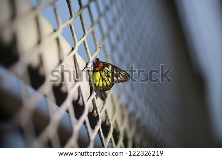 butterfly on the net with dark sky Delias pasithoe with net background lost in city