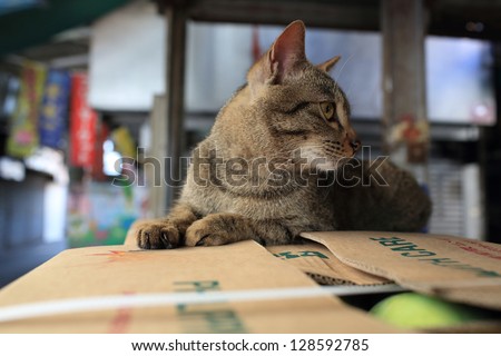small Tabby cat in the fruit market on the box