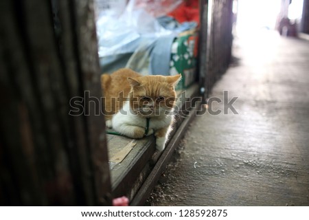 fat cat stay on the door in the fruit market with street light background