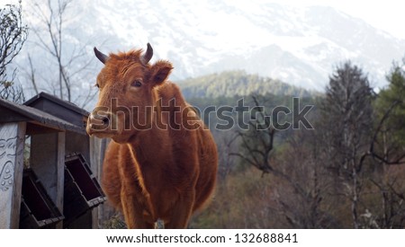 cow in the mountain finding food on Mount Yunlong