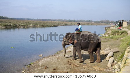 CHITWAN, NEPAL - JAN. 22:  a mahout guide his elephant in Chitwan on January 22,2010. The elephants are breed and trained in breeding Centre, keeping the good relationship between elephants and local.