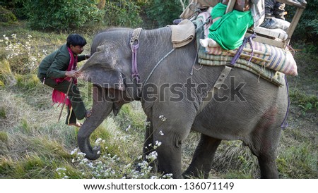 CHITWAN, NEPAL - JANUARY 22: elephant tour in Chitwan on 22 Jan 2010. The elephants are breed and trained in breeding Centre,  developing the tourism also raising  fund for elephant conservation