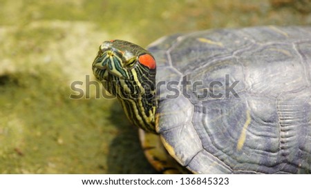 Red-eared slider enjoy its sun bathing angry face