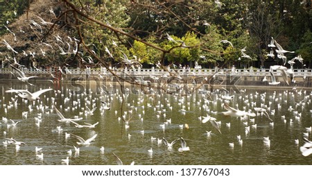 KUNMING ,CHINA - FEBRUARY 21: The gulls fly in Green Lake garden in Kunming on Feb21 2012.During the winter months, black-headed gulls from Siberia migrate to Green Lake.