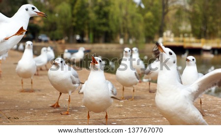 KUNMING ,CHINA - FEBRUARY 21: The gulls jump in Green Lake garden in Kunming on Feb21 2012.During the winter months, black-headed gulls from Siberia migrate to Green Lake.