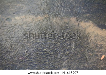 HONG KONG -JUNE 1: Fishes swims in shatin river on june 1 2013.Shatin river is one of polluted river in hong kong at 80s, but under the environment control policy, now it is recovered
