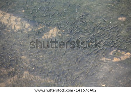 HONG KONG -JUNE 1: Fishes swims in shatin river on june 1 2013.Shatin river is one of polluted river in hong kong at 80s, but under the environment control policy, now it is recovered