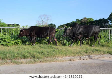 The stray cows finding food in Lantau island walk on the road, the abandoned cows become the wild animal in hong kong