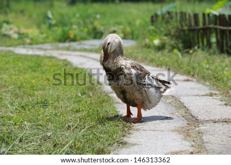 duck clean itself