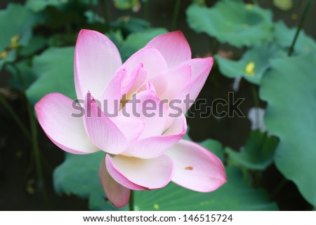 the innocent pure pink lotus blooming close up in lake in hong kong