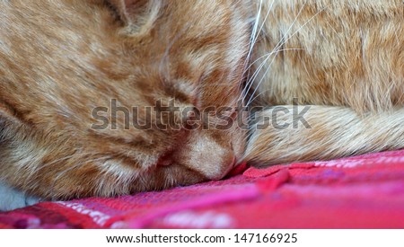 Beautiful sleepy orange cat head, short hair, close up in yunnan, china, asia background