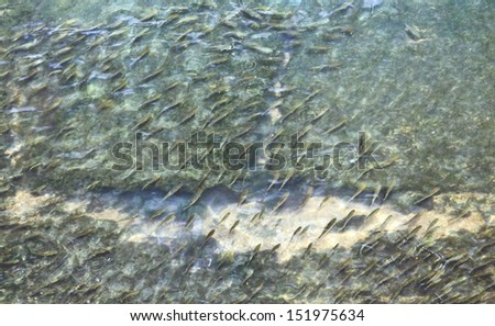 life never stop; crowd of fish in the river