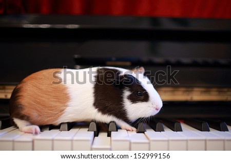 Guinea pig walk on the piano, play talent on music