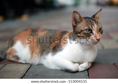 adorable Calico cat lying on the street , calico,paw, puss, feline, striped