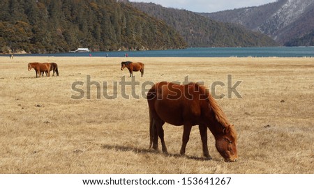 horse looking back in the grassland in western china, grass land background in pudacuo national park