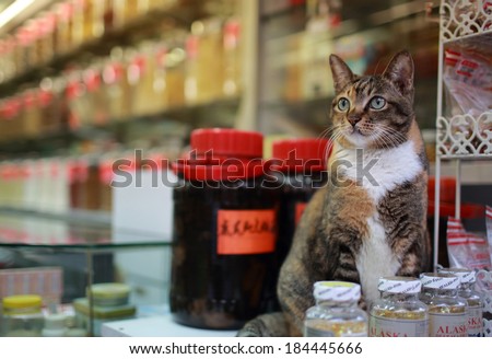 watching cat with old chinese medical store background in hong kong