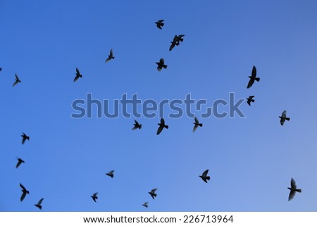 sky background with bird flying silhouette