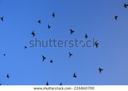 sky background with bird flying silhouette back home