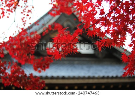 autumn leaves near japan temple change the color in the japan park view in Kyoto