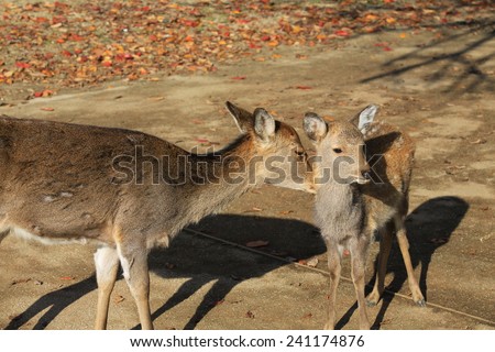 deer take care her baby in park of Nara, at Mount Wakakusa, Nara, Japan