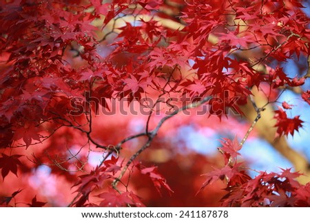 red leaves under the bright sun light view in japan garden at Kyoto
